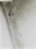 COODORA墻體除霉劑500ml*2瓶墻面墻體霉菌清除噴霧家用防霉去霉斑清潔劑 曬單實拍圖