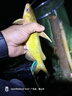 小鳳仙高亮夜光漂L-DL咬鉤變色浮漂日夜兩用高靈敏魚(yú)漂醒目野釣電子漂 曬單實(shí)拍圖
