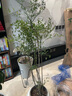 植男植女精品南天竹室內辦公室大型綠植盆栽客廳造景真樹(shù)四季常青源頭直發(fā) 曬單實(shí)拍圖