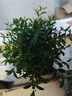 開(kāi)時(shí)果 小葉赤楠盆景擺件 辦公室桌面綠植花卉好養盆栽植物源頭直發(fā)包郵 【熱銷(xiāo)款】哥窯浸墨盆+苔蘚+底座 曬單實(shí)拍圖
