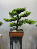 潮裕盆景迎客松羅漢松盆景客廳陽(yáng)臺造型綠植物造型高端盆景居家擺放好養護 羅漢松盆景4 曬單實(shí)拍圖