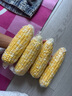 京鮮生云南水果玉米5斤 鮮甜玉米棒 甜脆多汁 新鮮蔬菜 源頭直發(fā)包郵 曬單實(shí)拍圖