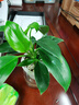 花翁花卉盆栽綠植水培【辦公套餐】發(fā)財樹(shù)+梔子花+金鉆源頭直發(fā) 曬單實(shí)拍圖
