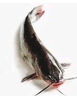 其他品牌鮮活叉尾鮰魚(yú)1條（1-1.5kg/條） 曬單實(shí)拍圖