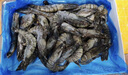 1號(hào)會(huì)員店 泰國(guó)活凍黑虎蝦 斑節(jié)對(duì)蝦 海鮮水產(chǎn) 凈重2斤（31-40只） 曬單實(shí)拍圖