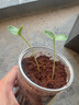 佛山照明(FSL)吸頂燈燈芯LED燈盤Ra97高顯全光譜磁吸改造燈板 全光譜100W燈條/三色調(diào)光/一拖八 曬單實(shí)拍圖