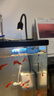 boxtech變焦水族射燈原生南美魚(yú)缸燈三湖水草龜缸LED燈夾燈夜燈三色燈 3W旋鈕款黃白三色-可夾1.9cm內玻璃變焦 曬單實(shí)拍圖