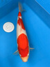 觀賞魚錦鯉純種冷水好養(yǎng)易養(yǎng)大正紅白錦鯉風水魚包活高端血統(tǒng)錦鯉 紅白錦鯉 10cm-20cm 曬單實拍圖