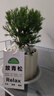 放青松綠植霧松室內(nèi)小盆栽霧凇辦公室桌面放輕松植物擺件四季好養(yǎng) 霧松+提拉米蘇盆+放輕松卡片 【送托盤+鋪面石】 曬單實拍圖