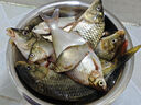 漢鼎魚(yú)餌臺釣魚(yú)餌鯉魚(yú)草魚(yú)搓餌散炮春夏黑坑野釣釣魚(yú)魚(yú)餌餌料 曬單實(shí)拍圖