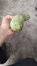 爾蝶山東頭茬羊角蜜瓜 羊角蜜 香瓜甜瓜 當季新鮮水果應季時令果蔬 精選5斤裝 凈重4.5斤 曬單實拍圖