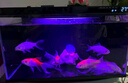 米家（MIJIA）智能生態(tài)魚(yú)缸還原自然生態(tài) 智能魚(yú)缸+濾芯套裝 曬單實(shí)拍圖