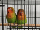 鉑吶苓鳥籠鸚鵡鳥籠子鳥窩八哥玄鳳虎皮鸚鵡籠雞籠蘆丁雞專用飼養(yǎng)箱 黑色-含托盤+食盒x2+站桿+飲水器 大號50x33x33cm 曬單實拍圖