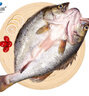 仙泉湖三去白蕉海鱸魚1斤/條凈膛冷凍刺少肉厚珠海特產(chǎn)500g生鮮食材 曬單實(shí)拍圖
