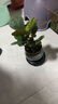 植男植女小盼菩提發(fā)財樹(shù)植物室內禪意招財樹(shù)盆景辦公室桌面綠植源頭直發(fā) 曬單實(shí)拍圖