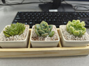 兩腿跑【送貨上門(mén)】教師節多肉植物帶盆桌面盆栽組合綠植花卉幼兒園盆栽 簡(jiǎn)約3盆(帶盆栽好) 曬單實(shí)拍圖