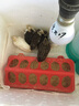 比克熊蘆丁雞糧育雛小雞飼料開(kāi)口糧蔬菜面包蟲(chóng)營(yíng)養(yǎng)主糧2斤裝 曬單實(shí)拍圖