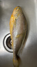 GUO LIAN國聯(lián) 三去黃花魚2條 共凈重2斤國產(chǎn)寧德東海大黃魚 海鮮水產(chǎn)生鮮 曬單實拍圖