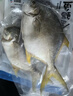 1號會(huì )員店（One's Member）甄選海南二去金鯧魚(yú)去鰓去內臟生鮮魚(yú)類(lèi) 海鮮水產(chǎn) 700g/2條裝 曬單實(shí)拍圖