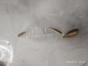 金苔鼠魚魚缸清潔魚工具魚魚缸除藻清理糞便小型熱帶觀賞魚魚活體 金苔鼠4條送備損2條【發(fā)6條】 曬單實拍圖