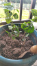 茉莉花苗盆栽帶花苞九里香老樁花卉植物室內(nèi)濃香四季開花好養(yǎng) 大份茉莉花【4-6顆】花苞飽滿 曬單實(shí)拍圖