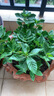 帶花苞濃香型梔子花室內(nèi)綠植盆栽四季開花桌面花卉凈化空氣好養(yǎng)活 大盆梔子花+原盆原土+帶花苞+肥料 曬單實(shí)拍圖