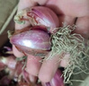 京譽(yù)四季小香蔥紅蔥頭盆栽火蔥四季蔥榨蔥油蔥頭香蔥根苗蔥頭食用本地 四季小香蔥【種子1000粒1包不是蔥頭】 曬單實(shí)拍圖