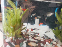 寵小俠純種孔雀魚(yú)觀(guān)賞魚(yú)好養耐活淡水小型魚(yú)熱帶魚(yú)鳳尾熱帶魚(yú)小魚(yú)苗 練手孔雀2-3cm15條（10送5備損） 曬單實(shí)拍圖