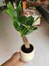 京云夢(mèng)發(fā)財樹(shù)小盆栽花卉辦公室綠植招財送禮單桿發(fā)財樹(shù)甜甜圈源頭直發(fā) 曬單實(shí)拍圖