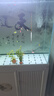 明孚鯽魚(yú)漂羅非漂輕口高靈敏底釣翻身快浮漂浮標短腳長(cháng)身孔雀羽毛漂 3503（1.0加粗一目） 1號一支 曬單實(shí)拍圖