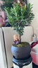 八芽 小葉赤楠盆景擺件室內(nèi)綠植花卉盆栽老樁客廳辦公室桌面好養(yǎng)植物 （【熱銷款】舍得紫砂盆赤楠+苔蘚+底座） 曬單實(shí)拍圖