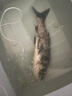 釣魚王鰱鳙巨物方塊餌料翻板爆炸鉤專用魚餌海桿拋竿酸臭鯉魚窩料 鰱鳙酸臭餅【16塊*2包】 曬單實(shí)拍圖