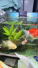 小鳳仙L-NF07/08/09野釣中小綜合漂三角尾魚(yú)漂套裝加粗醒目浮漂漁具 曬單實(shí)拍圖