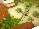 魚(yú)缸造景凈化水質(zhì)肚兜萍水浮萍槐葉萍懶人水草一葉蓮浮萍養(yǎng)魚(yú)龜水 肚兜萍1棵（?。?曬單實(shí)拍圖