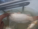 龍王恨魚(yú)餌窩料酒米大米小米麝香酒香酵香酒米魚(yú)餌四季野釣黑坑打窩料 大爆炸-酒米（麝香）380g 曬單實(shí)拍圖