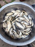 劉志強餌料釣魚魚餌全能香魚餌料野釣鯽魚專用鯉魚釣魚餌料 曬單實拍圖