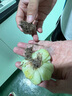 沭之美多肉植物肉肉室內(nèi)植物桌面盆栽 吉娃娃+小米缸陶瓷盆 源頭直發(fā) 曬單實拍圖