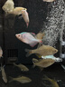 米家智能桌面魚缸小米生態(tài)魚缸+畫法增氧泵套裝 曬單實(shí)拍圖