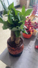 發(fā)財樹盆栽室內(nèi)植物客廳吸甲醛好養(yǎng)小盆景四季常青辦公室花卉綠植 3桿發(fā)財樹+高端財字盆+肥料【高20-25cm】 曬單實拍圖
