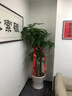 綠韻花田【兩小時(shí)達】步步高發(fā)財樹(shù)盆栽植物室內大型植物客廳開(kāi)業(yè)公司門(mén)口 單桿發(fā)財樹(shù)一對 曬單實(shí)拍圖