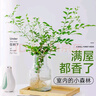 臨雅水培植物九里香盆栽桌面驅(qū)蚊綠植室內(nèi)茉莉鮮花水養(yǎng)花卉懶人四季開 九里香【30-40】cm*1株 曬單實(shí)拍圖