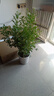 御春閣九里香綠植盆栽花卉樹苗植物盆景老樁樹樁室內(nèi)驅(qū)蚊草帶花濃香 8年苗老樁(帶花苞)（帶土球） 曬單實拍圖