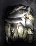 官井漁夫 魚(yú)餌料冬釣魚(yú)小藥鯽魚(yú)添加劑窩料釣餌漁具垂釣用品魚(yú)餌 冬季專(zhuān)攻 曬單實(shí)拍圖