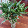 富貴竹水培植物盆栽水養客廳辦公室綠色吸甲醛綠蘿發(fā)財樹(shù)花卉開(kāi)花 富貴竹60-70厘米10棵+生根粉 曬單實(shí)拍圖