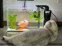 AMTRA TECHNIK德國安彩壁掛過濾器ex450魚缸過濾器龜缸低水位 EX450 新版除油膜【內(nèi)含濾材】 曬單實拍圖