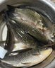 一包搞定鯉魚魚餌河冠鯉魚坑野釣垂釣鯉魚餌料一散見效餌料 3包【河冠鯉1500】 曬單實拍圖