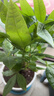 發(fā)財樹(shù)盆栽大植物室內辦公室桌面客廳小盆景招財樹(shù)苗綠植花卉盆栽 三桿發(fā)財樹(shù) 5-8cm【隨機紫砂盆】 【送肥料】 曬單實(shí)拍圖