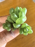 新款白蓮花玉露翠云錦十二卷多肉植物黃金玉露冰燈室內(nèi)辦公室花卉 翠云錦【4-6厘米】塑料盆栽好 曬單實拍圖