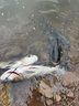 金龍魚(yú)餌鰱連發(fā)600克鰱鳙餌料浮釣大頭魚(yú)花鰱手竿專(zhuān)用白鰱餌料 鰱連發(fā)600g*2包 曬單實(shí)拍圖