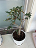 花行榜盆栽樹苗盆景庭院綠植物花卉(6年2.5cm老樁)精品垂絲海棠源頭直發(fā) 曬單實(shí)拍圖